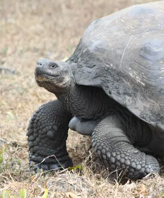 Entdecke Riesenschildkröten auf Santa Cruz